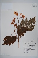 藏品(裂葉秋海棠)的圖片