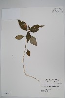 藏品(紫花鳳仙花)的圖片