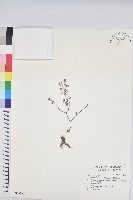 藏品(鵝鑾鼻大戟)的圖片