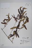 藏品(山橙)的圖片