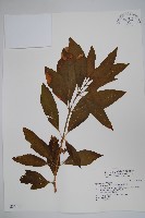 藏品(蘿芙木)的圖片