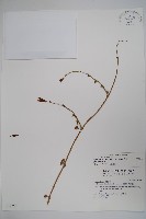 藏品(武靴藤)的圖片