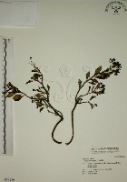 藏品(拎壁龍)的圖片