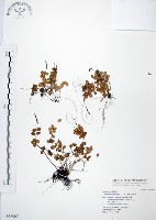 藏品(小椒草)的圖片