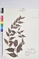 藏品(白珠樹)的圖片