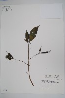 藏品(棣慕華鳳仙花)的圖片