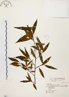 藏品(山胡椒)的圖片