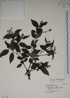 藏品(大葉溲疏)的圖片