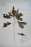 藏品(紫花鳳仙花)的圖片