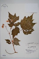 藏品(裂葉秋海棠)的圖片