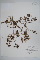 藏品(紫花鳳仙花)的圖片