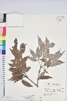 藏品(狹葉櫟)的圖片