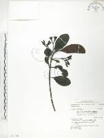 藏品(水筆仔)的圖片