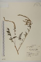 藏品(豬草、瘤果菊)的圖片