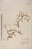 藏品(野塘蒿)的圖片