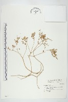 藏品(石板菜)的圖片