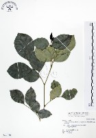 藏品(長果月橘)的圖片