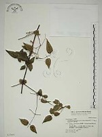 藏品(梨山小蓑衣藤)的圖片