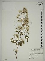 藏品(梨山小蓑衣藤)的圖片