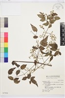 藏品(梨山小蓑衣藤)的圖片