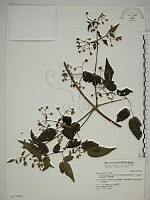 藏品(梨山小蓑衣藤)的圖片