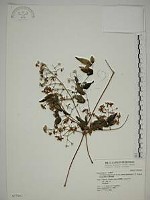 藏品(梨山小蓑衣藤)的圖片