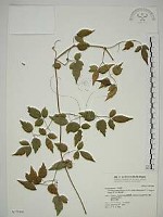 藏品(梨山小蓑衣藤)的圖片