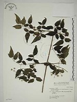 藏品(梨山小蓑衣藤)的圖片