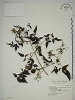 藏品(梨山小蓑衣藤)的圖片