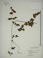 藏品(梨山小蓑衣藤)的圖片