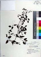 藏品(大肚山威靈仙)的圖片