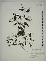 藏品(巴氏鐵線蓮)的圖片