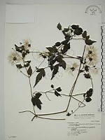 藏品(巴氏鐵線蓮)的圖片