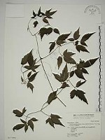 藏品(巴氏鐵線蓮)的圖片