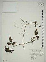 藏品(巴氏鐵線蓮)的圖片