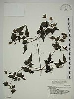 藏品(巴氏鐵線蓮)的圖片