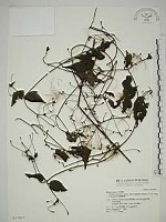 藏品(巴氏鐵線蓮)的圖片