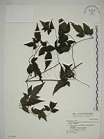 藏品(巴氏鐵線蓮)的圖片