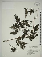 藏品(巴氏鐵線蓮)的圖片