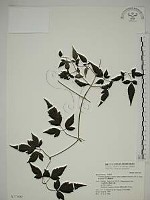 藏品(勝任鐵線蓮)的圖片