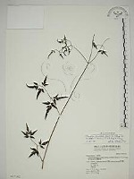 藏品(巴氏鐵線蓮)的圖片