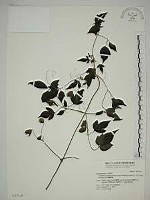 藏品(巴氏鐵線蓮)的圖片