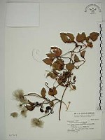 藏品(屏東鐵線蓮)的圖片