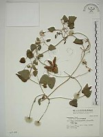 藏品(屏東鐵線蓮)的圖片