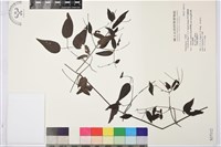 藏品(田村氏鐵線蓮)的圖片