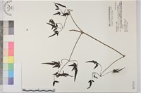 藏品(田村氏鐵線蓮)的圖片