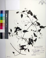 藏品(田村氏鐵線蓮)的圖片