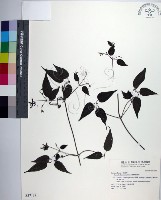 藏品(彭氏鐵線蓮)的圖片