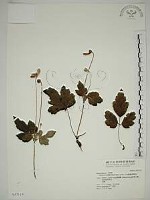 藏品(小白頭翁、野棉花)的圖片