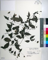 藏品(彭氏鐵線蓮)的圖片